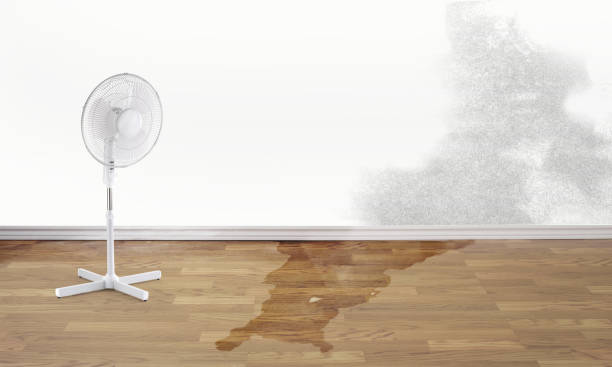 Best Basement water damage restoration  in Miami Heights, OH